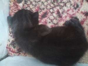 ������ ���������-����������� - ����������� 1