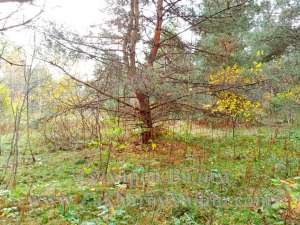 ������� 20 ���. ����� ���� � �������� ����. ��������. - ����������� 1