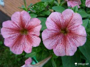 ������� - ����������� 1