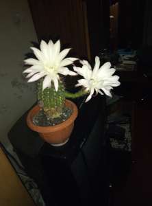 ������� - ����������� 1