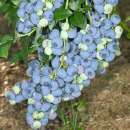 ������� - ����������� 2