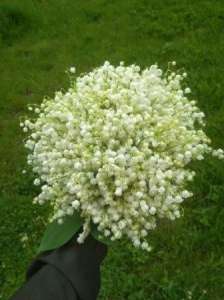 ������� - ����������� 1