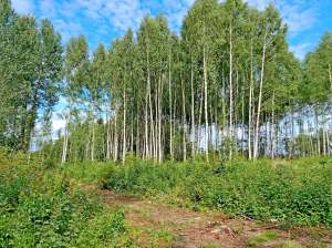 ������� � �� ������� ����. ��������. - ����������� 1