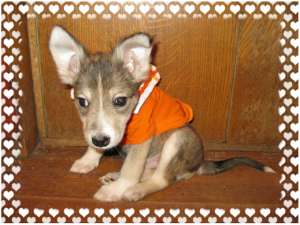 ������� � ������� ���� �����, ������ �����, �������� �������. - ����������� 1