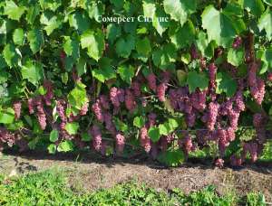 ������� � ������� ��������� - ����������� 1