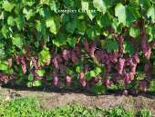 ������� � ����������: ������� � ������� ���������