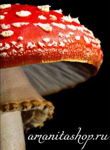 ������� � ��������� ������� ��� ������������ - ����������� 1