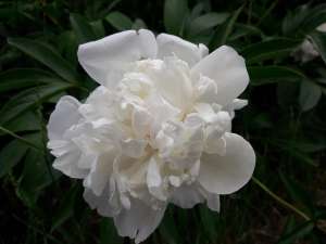 ������� � ����������� �������� - ����������� 1