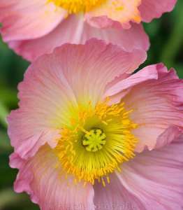 ������� �� 8 ����� �� �����, ��� ���������� 8 �����, �������� 8 ����� ���� - ����������� 1