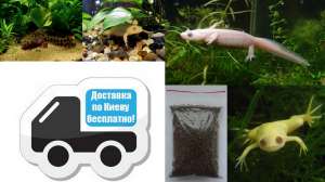 ������� �� ���� �������� ��� ������� ������� ����� � ������ � ��� ��� - ����������� 1