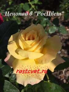 ������� �� ����� � ��������-�������� "�������" � ������ - ����������� 1