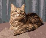 ������� �� �������� �� ����. ����������, ������� - ������