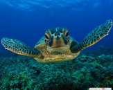 ������� ��� �� ��� ����� - ����������� 2