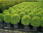 ������� ��� �����. �������� - �������/�������