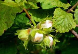 ������� ��� - ������� ����� ���������� ����� ��������� ����� �������� - ����������� 1