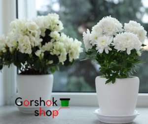 ������� ��� ��������� (������) ����� �� � ������ - ����������� 1