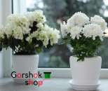 ������� � ����������: ������� ��� ��������� (������) ����� �� � ������