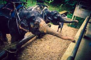 ������� ��� ���������� ��� ���������������. - ����������� 1