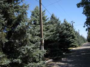 ������� ��� �������,��� ������������ - ����������� 1