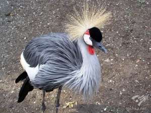 ������� ���� �� ������� ��������, ��� ������� ���� �� ��������, ��������� ������, ����������� ����� - ����������� 1