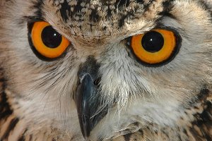 ������� ���� �� ������� ���������, ��� ������� ������ ���, �������� ������ ��� �� �����, ���������� ������� ����� ��� - ����������� 1