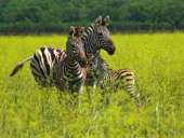 ������� ���� ���� �� �����, ������� ���� �� ������� ��������, ��� ������� ���� 9 ���, ������� ������� ���� �� 1 ��� - ����������� 2