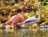 ������� ���� ���� �� �����, ������� ���� �� ������� ��������, ��������� ������, ����������� ����� - ����������� 3