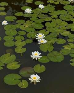 ������� ����, ����� ������� ��� ������� - ����������� 1