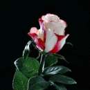 ������� � ����������: ������� ����, ������� ������� ��������