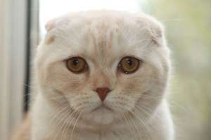 ������� ���� ����������� - ����������� 1