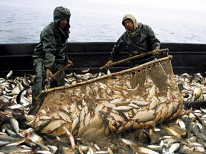 ������� ����, ������������. - ����������� 1