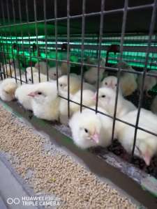 ������� ����-308 - ����������� 1