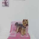 ������� ����� Dog-Style (200 ���) �����: 5� ������� � �������!!! - ����������� 3