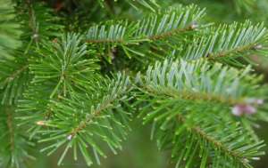 ������� ����� - ����������� 1