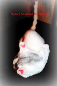 ������� ����� � �����, ��������, �����������... - ����������� 1