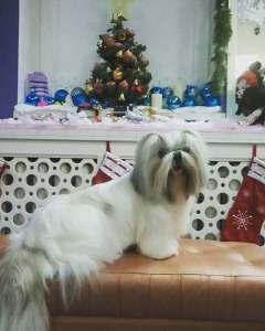 ������� ����� � ��������� Dog-Style - ����������� 1