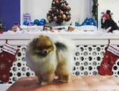 ������� ����� � ��������� Dog-Style - ����������� 2