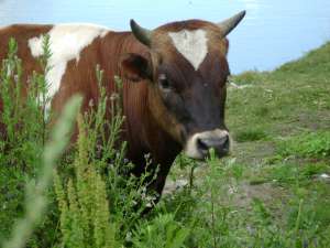 ������� ����� �� ���� - ����������� 1