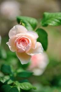 ������� ����� �� ������ - ����������� 1