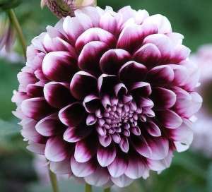 ������� ����� �� ������������� - ����������� 1