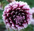 ������� ����� �� �������������. �������� - �������/�������