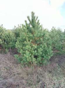 ������� ����� ����� ����� � ��������� �� ������� - ����������� 1