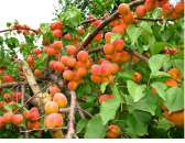 ������� ����� ������� ��� ���������� ����� ��������� ����� ��������. �������� - �������/�������