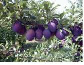 ������� ����� ������� ��� ���������� ����� ��������� ����� �������� - ����������� 3