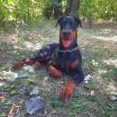 ������� ����� ���������� - ����������� 2