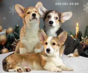 ������� ����� �����-����� ������� - ����������� 1