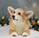 ������� ����� �����-����� ������� - ����������� 2