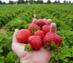 ������� � ����������: ������� ����� ����������� �� ���� �������� � ����������� �������