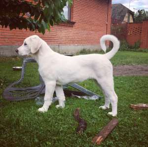 ������� ������ 4 ������ (��������������� �������) - ����������� 1