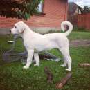 ������� � ����������: ������� ������ 4 ������ (��������������� �������)